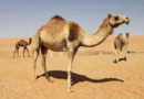 Saudi Arabia, After a long time, the camel became overwhelmed after seeing its owner