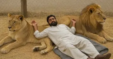 دلیر خان اور سرکس کے شیر دلیر خان اور سرکس کے شیر